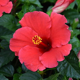 Plant Photo 7