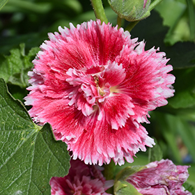 Plant Photo 2