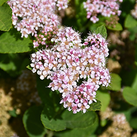 Plant Photo 8