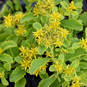 Plant Photo 3