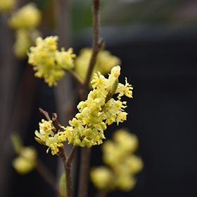 Plant Photo 3