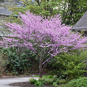 Plant Photo 3