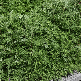 Plant Photo 3
