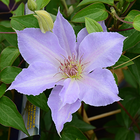 Plant Photo 2