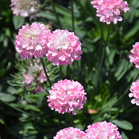 Plant Photo 9