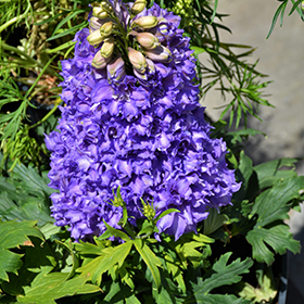 Plant Photo 2