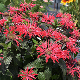 Plant Photo 9