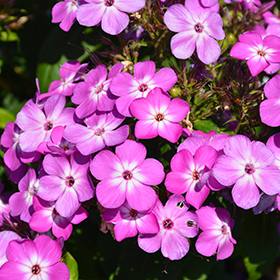 Plant Photo 1