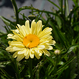 Plant Photo 4