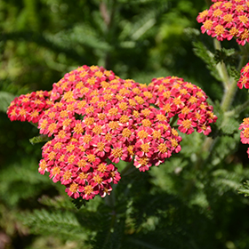 Plant Photo 6