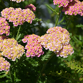 Plant Photo 5