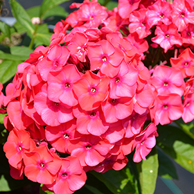 Plant Photo 9