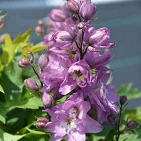 Plant Photo 5