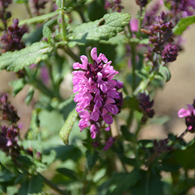 Plant Photo 4