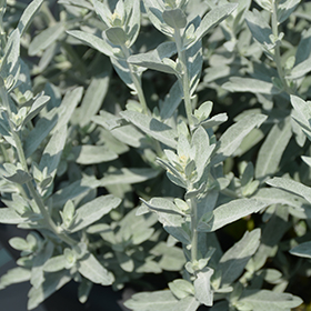 Plant Photo 2