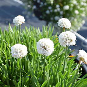 Plant Photo 10