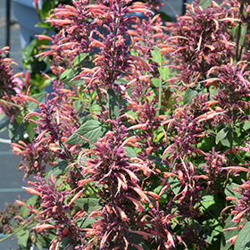 Plant Photo 7