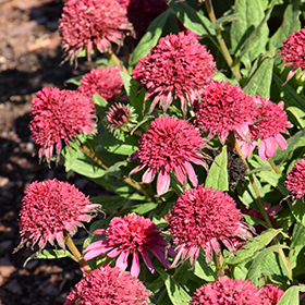Plant Photo 3