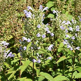 Plant Photo 7
