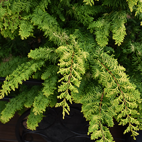 Plant Photo 8