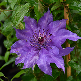 Plant Photo 7