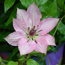 Plant Photo 1