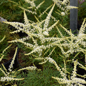 Plant Photo 7