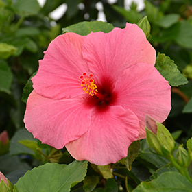Plant Photo 8