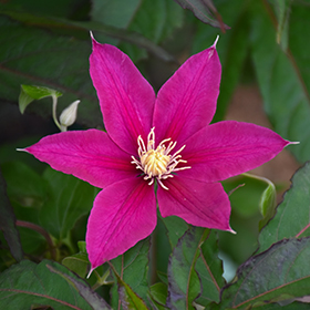 Plant Photo 9