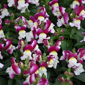 Plant Photo 3