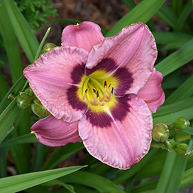 Plant Photo 1
