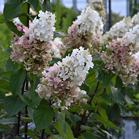 Plant Photo 10