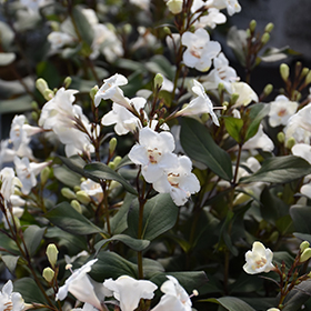 Plant Photo 8