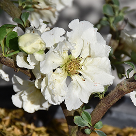 Plant Photo 1