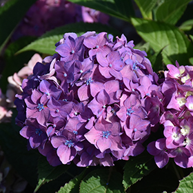Plant Photo 9