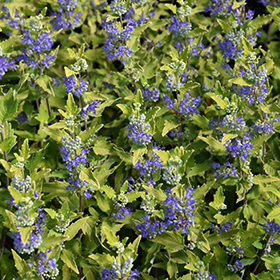 Plant Photo 1