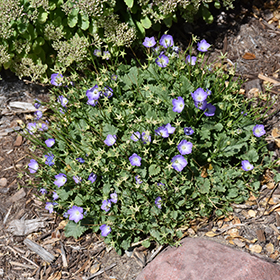 Plant Photo 9