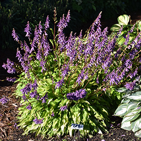 Plant Photo 5