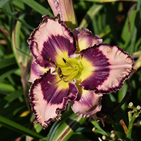 Plant Photo 1