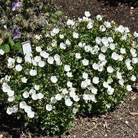 Plant Photo 8