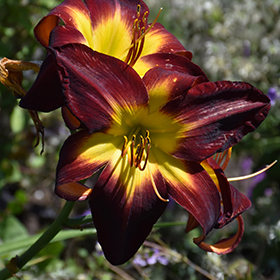 Plant Photo 3