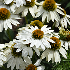 Plant Photo 2