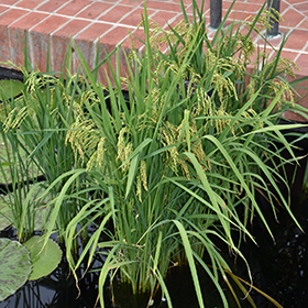 Plant Photo 10