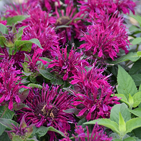 Plant Photo 3