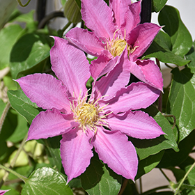 Plant Photo 2