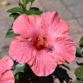 Plant Photo 9