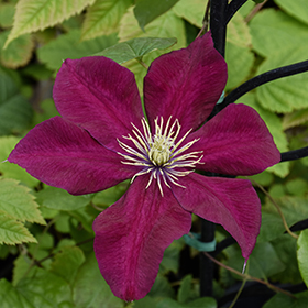 Plant Photo 10