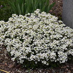 Plant Photo 5