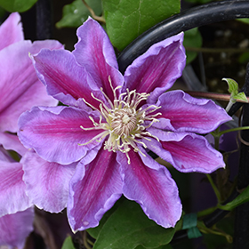 Plant Photo 7