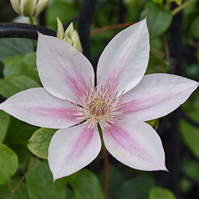Plant Photo 5